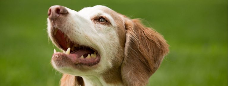 6 Simple Tips for Senior Pet Care